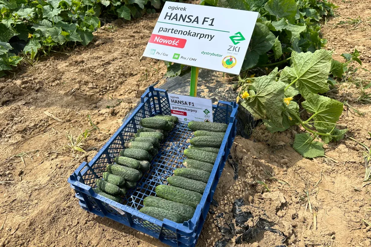 Semințe Castraveți ZKI Hansa F1