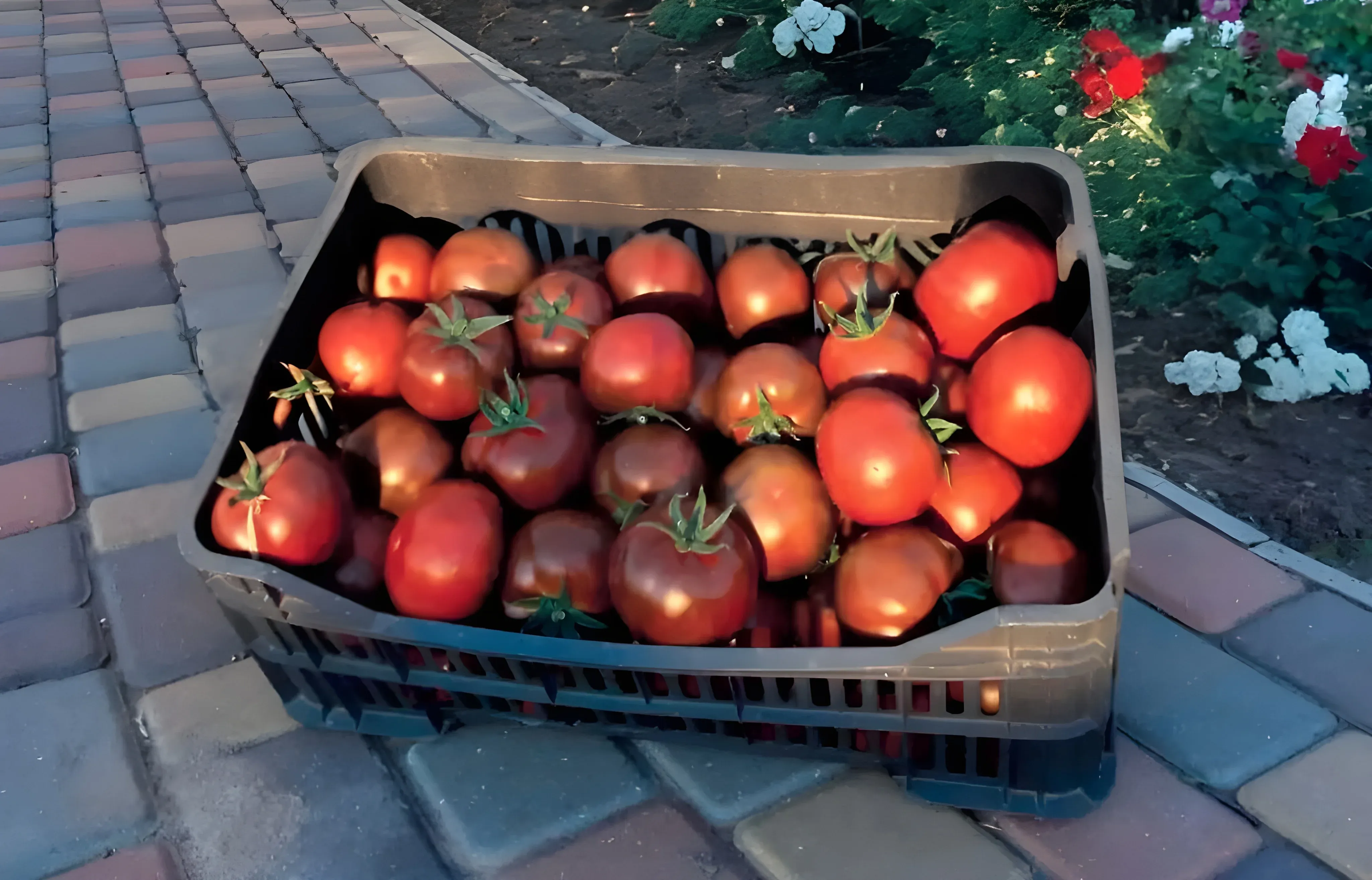 Semințe Tomate Libra Seeds Keruc F1