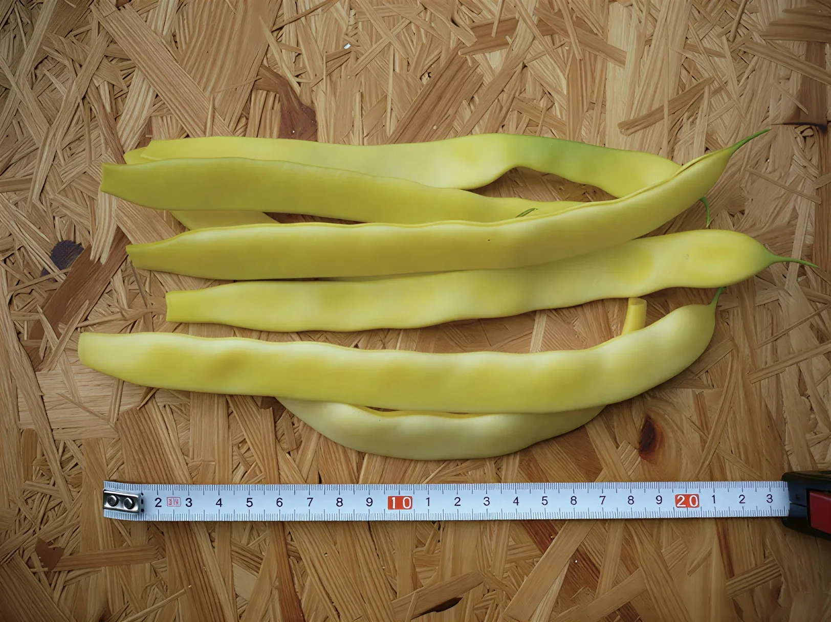 Semințe Fasole Urcătoare Satimex Gold Marie (soi)