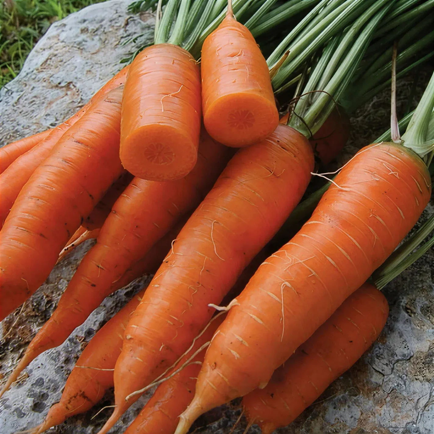 Semințe Morcov Satimex Royal Chantenay Red Cored