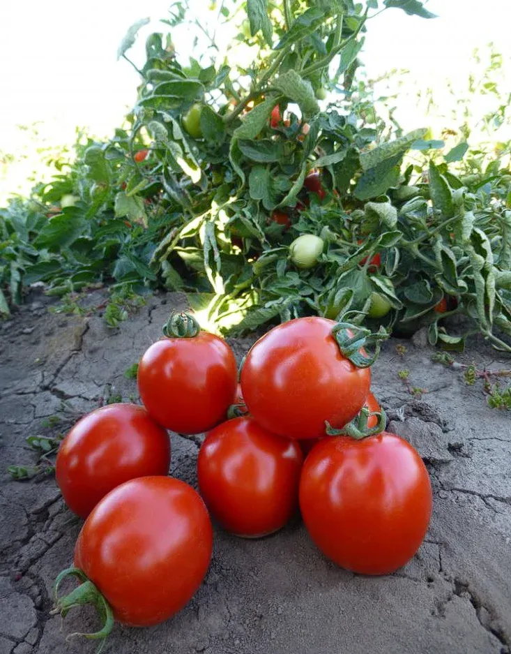 Semințe Tomate Kitano Aswan F1
