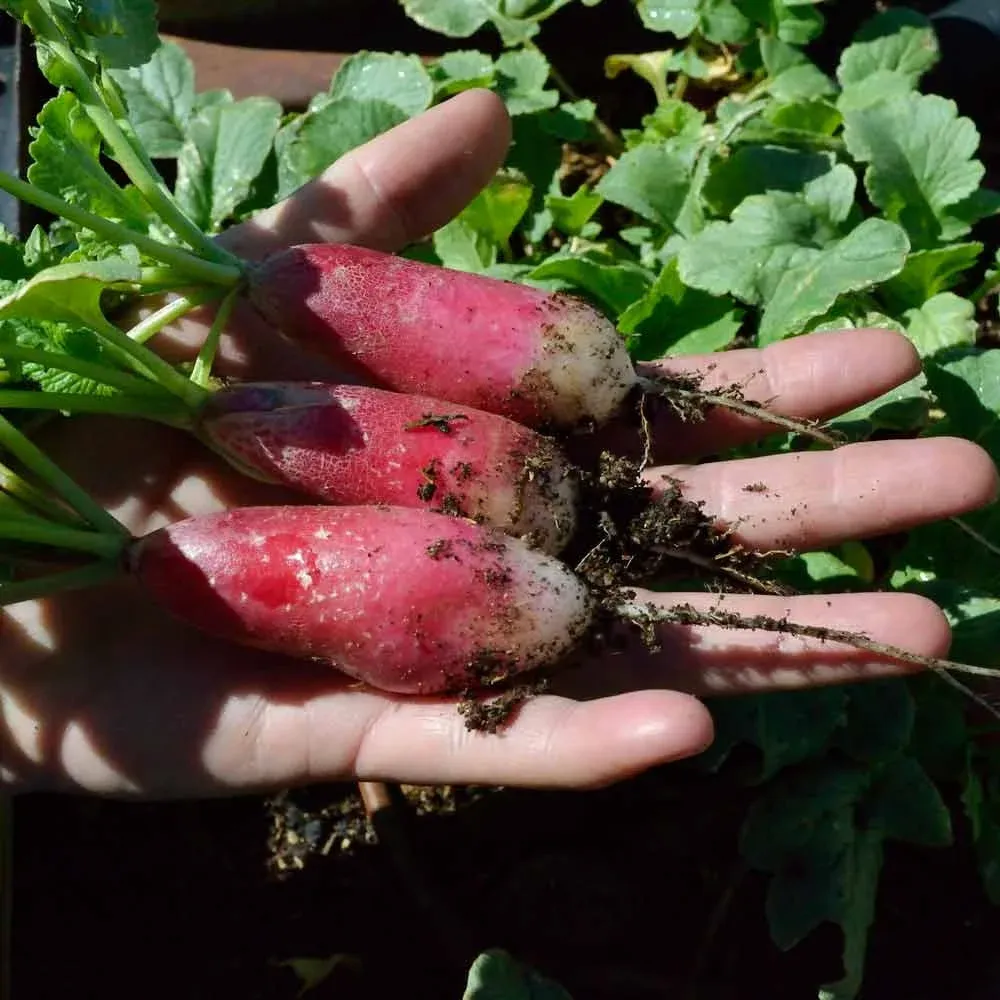 Semințe Ridiche Satimex French Breakfast