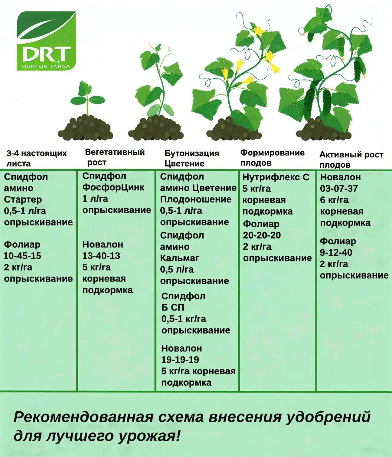 Semințe Castraveți ZKI Hansa F1