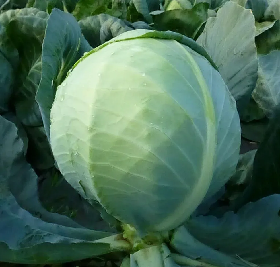 Kitano KS 60 F1 – Semințe Profesionale de Varză Albă (2500 semințe)