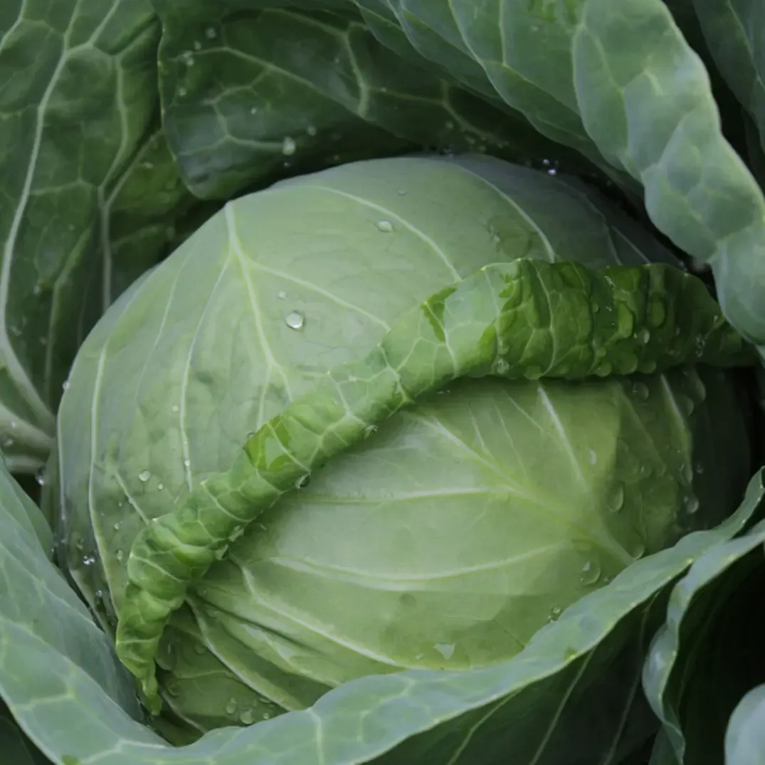 Kitano KS 412 F1 – Semințe profesionale de varză “Kanayama” (2.500 semințe)