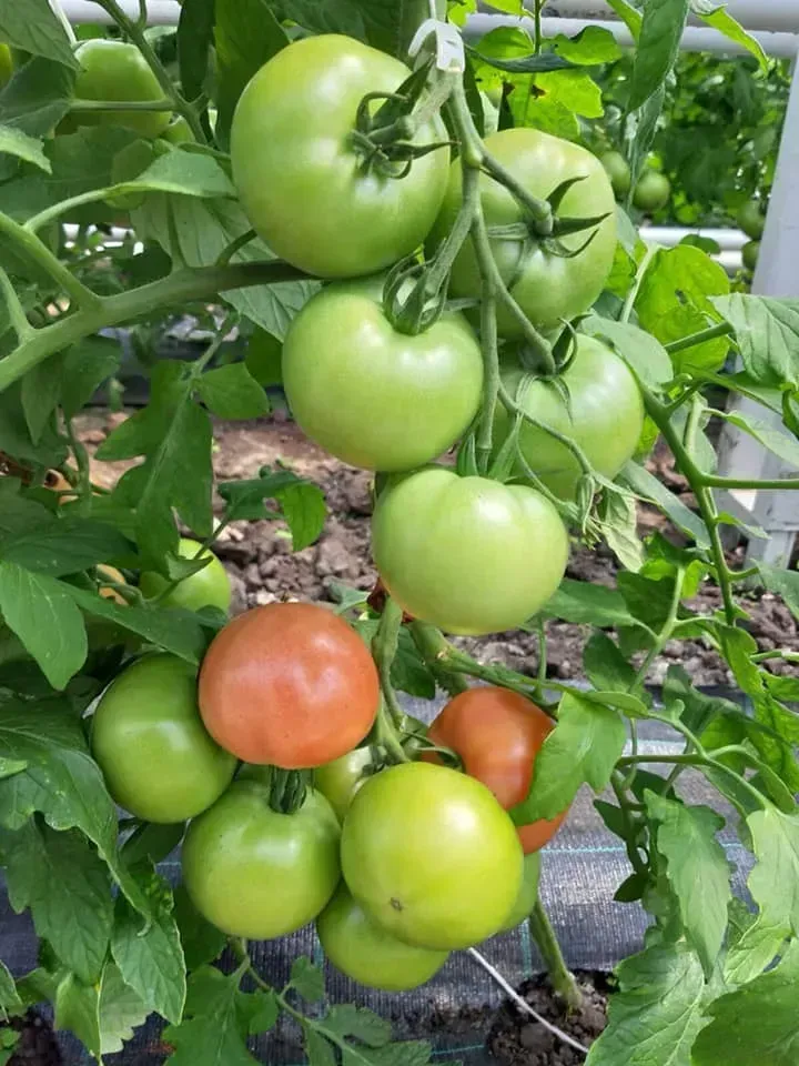 Semințe Tomate Libra Seeds SIM-SIM F1
