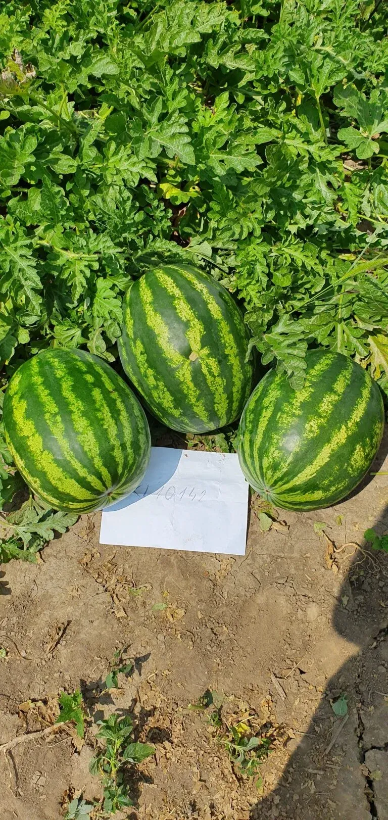 Semințe Pepene Verde ZKI Stabilo F1