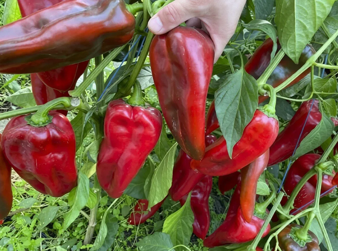 Semințe Ardei ZKI Navigator F1