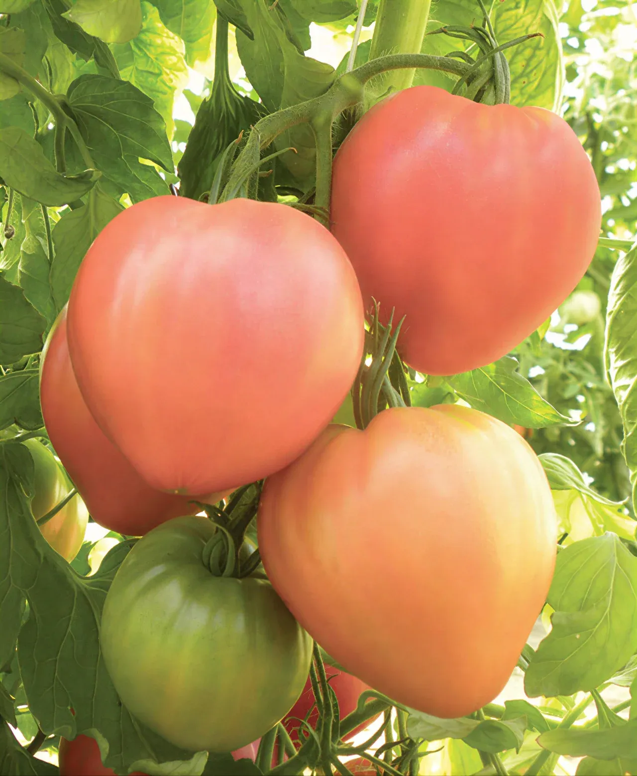 Semințe Tomate ZKI Mobil