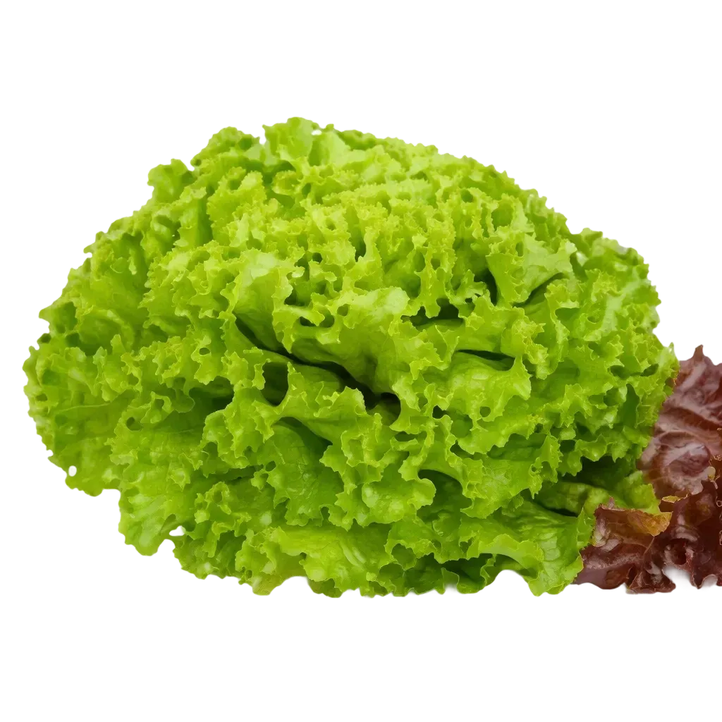 Semințe Salată Rijk Zwaan Aficion RZ