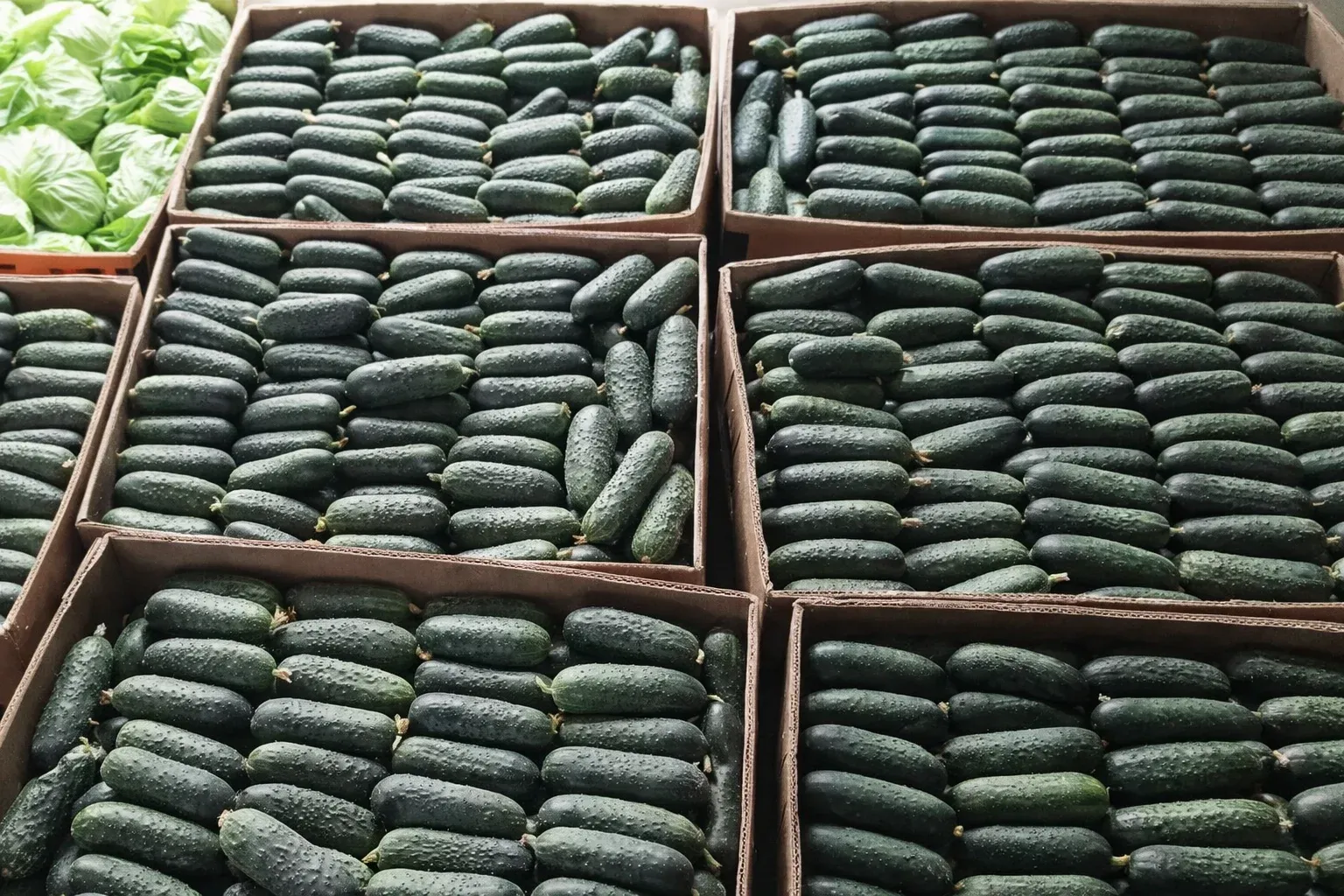 Semințe Castraveți Cornișon Rijk Zwaan Lenara F1