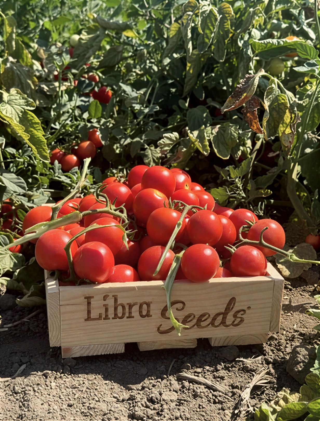 Semințe Tomate Libra Seeds Lamar F1
