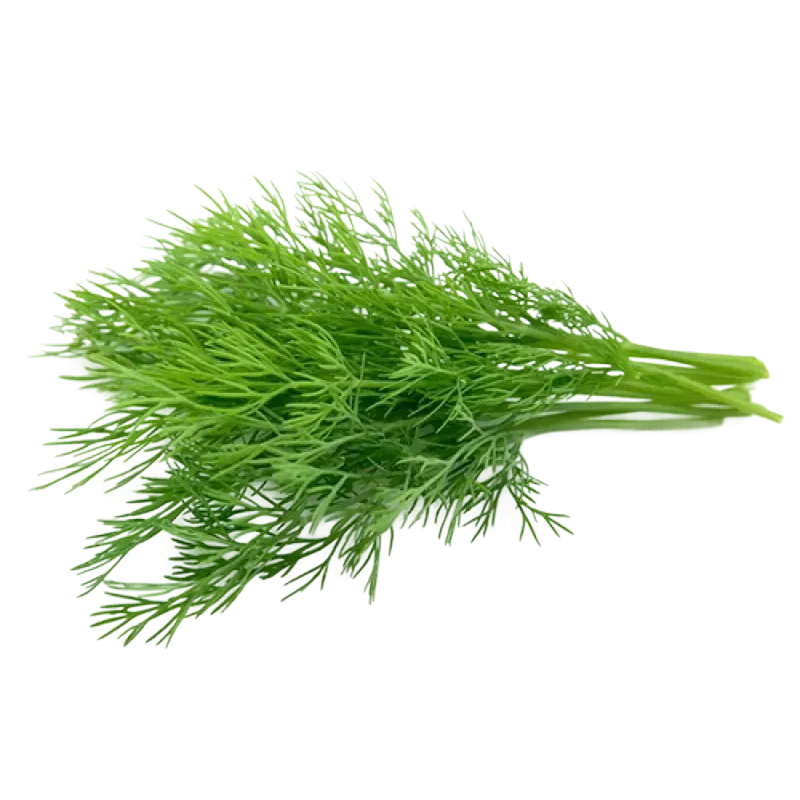 Semințe Mărar Satimex Mammoth