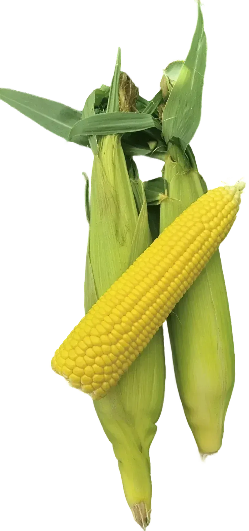 Semințe Porumb Dulce ZKI Zeaton F1