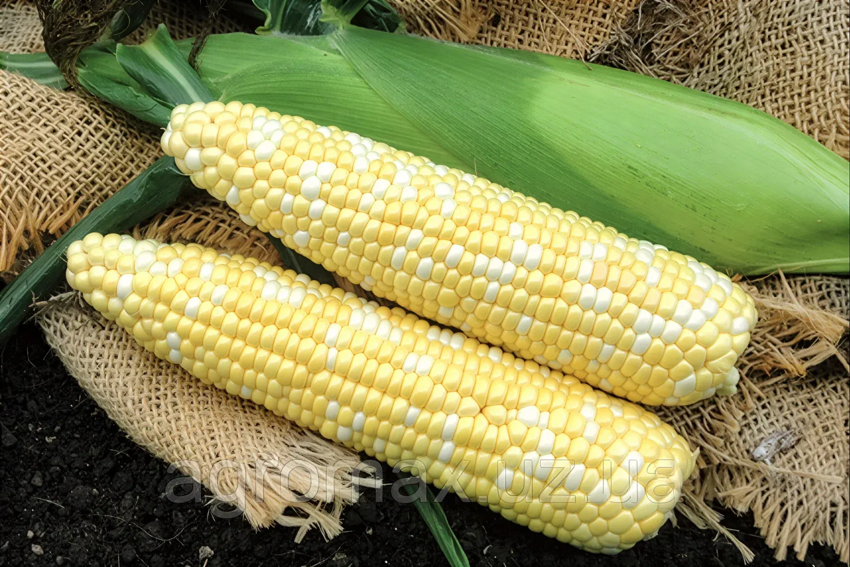 Semințe Porumb Dulce Libra Seeds Panteon F1