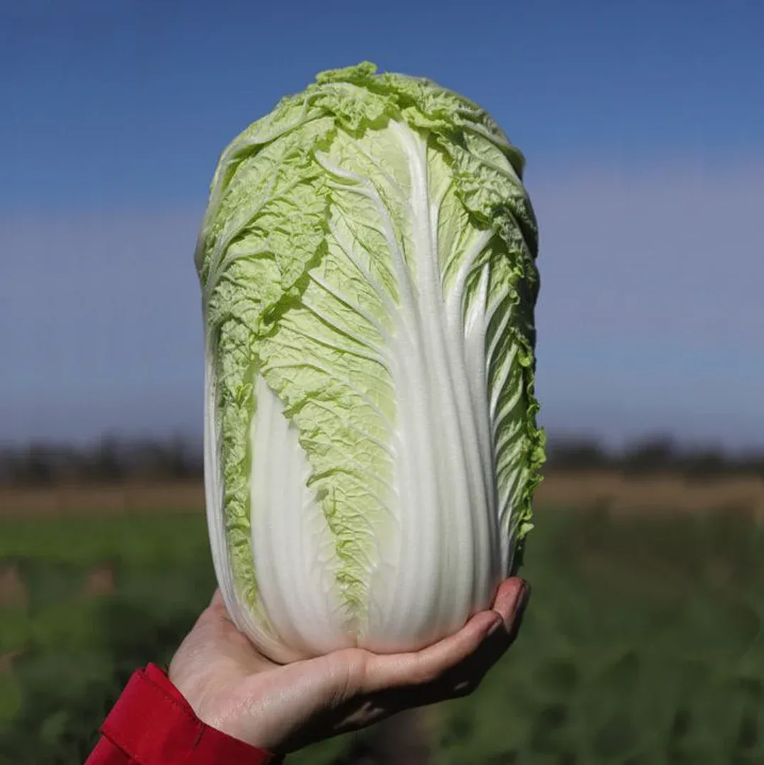 Kitano KS 374 F1 Tensai – Semințe profesionale de varză chinezească (2500 semințe)