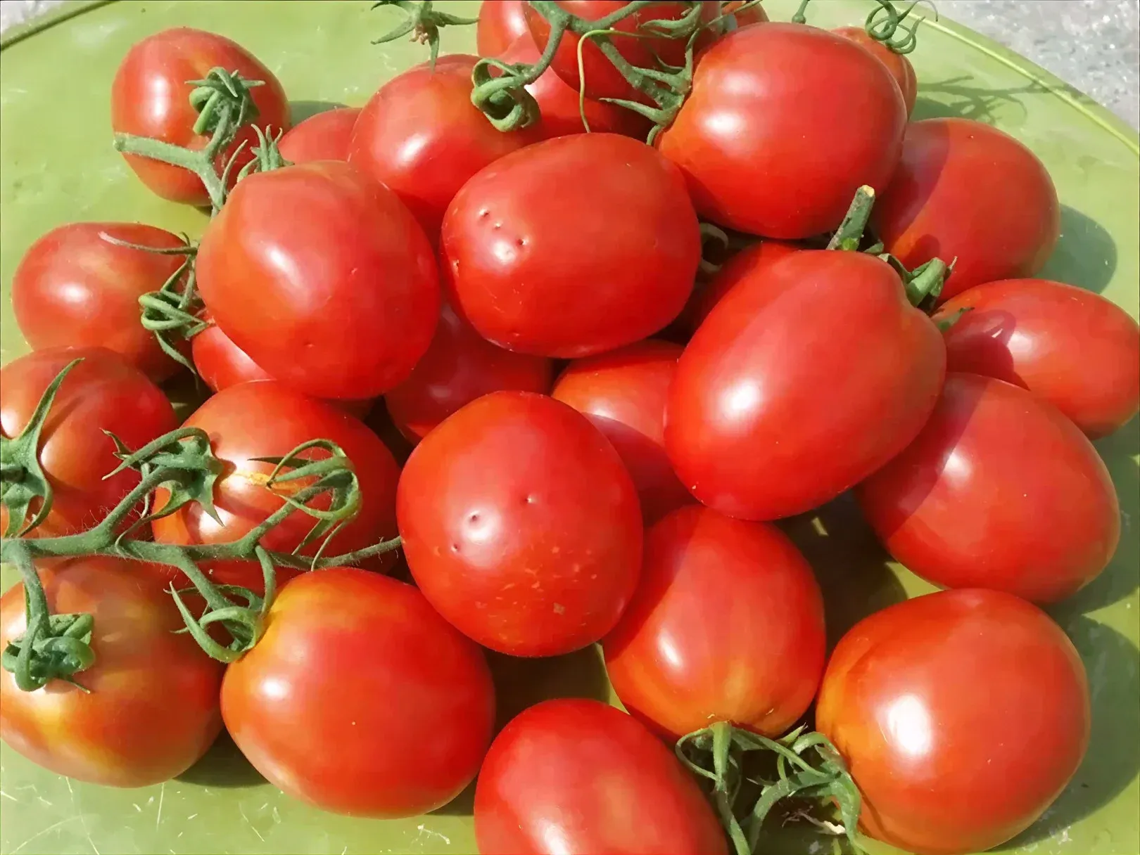 Semințe Tomate ZKI Uno