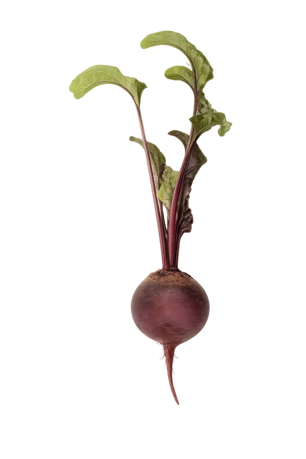 Semințe Sfeclă Roșie Rijk Zwaan Monty F1