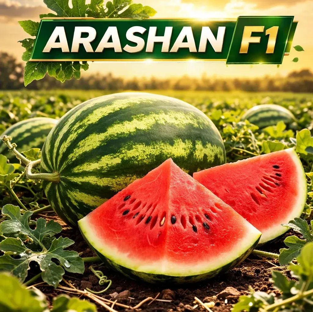 Semințe Pepene Verde Syngenta Arashan F1