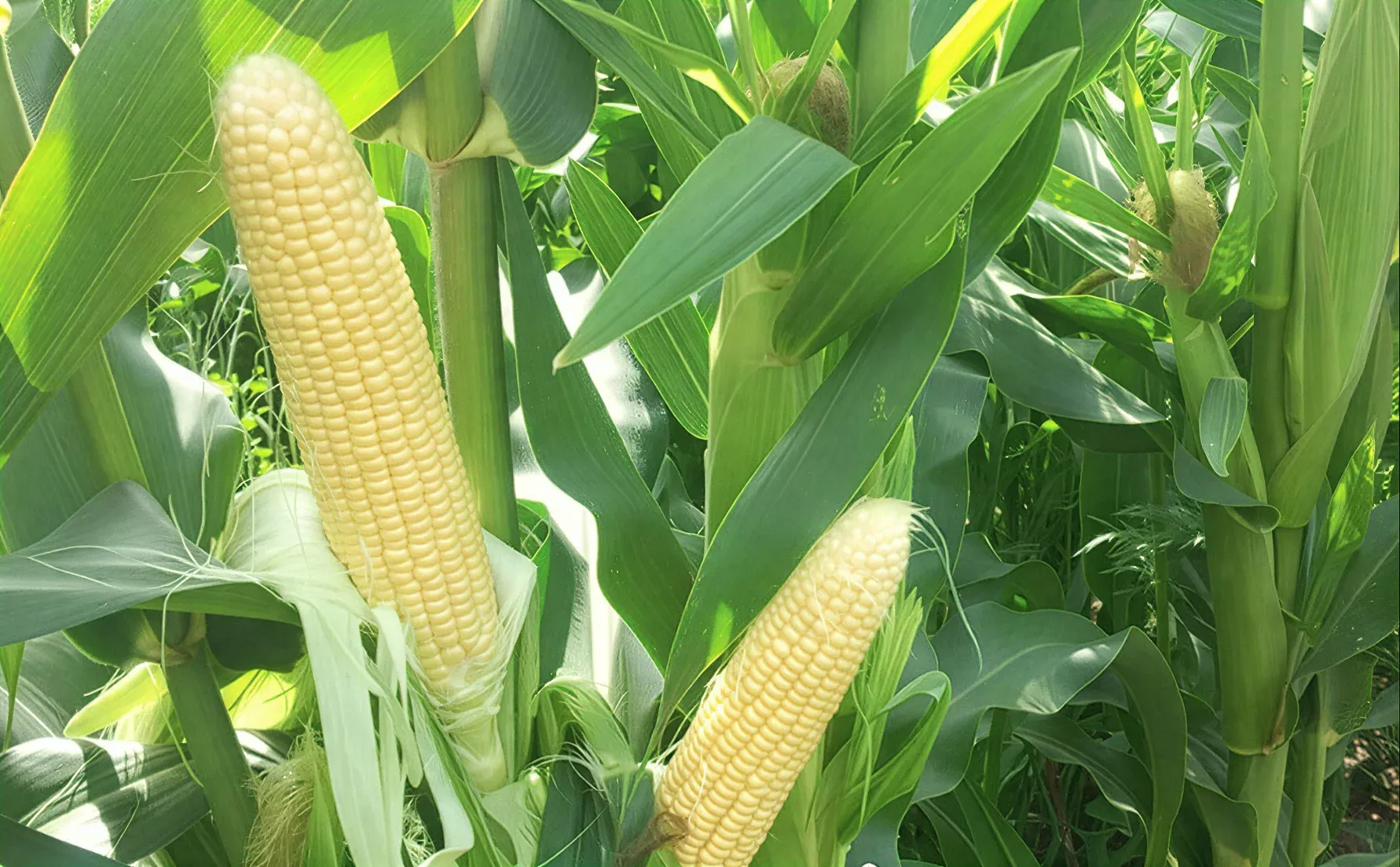 Semințe Porumb Dulce ZKI Zeaton F1