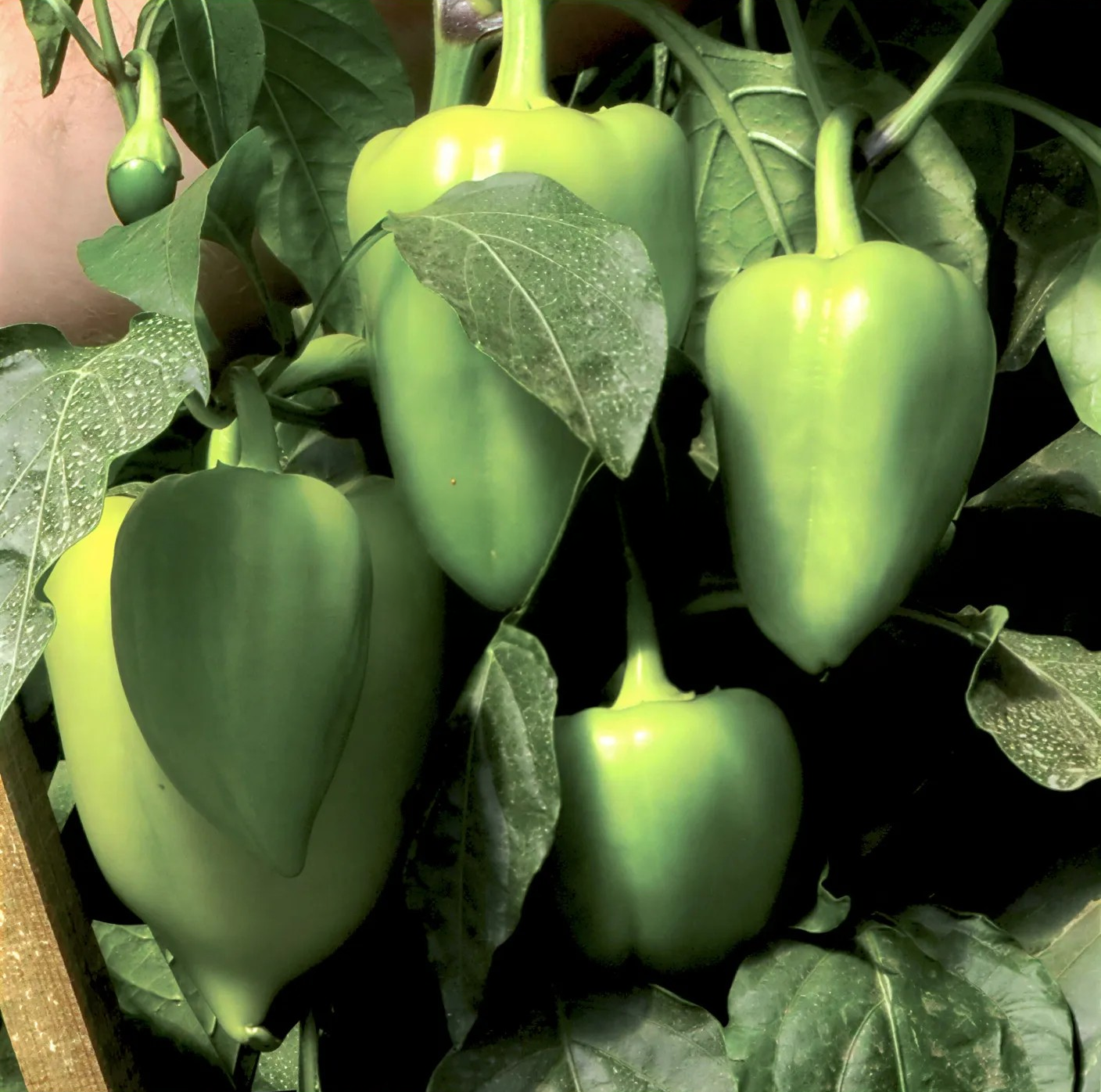 Semințe Ardei Libra Seeds Vulcan F1