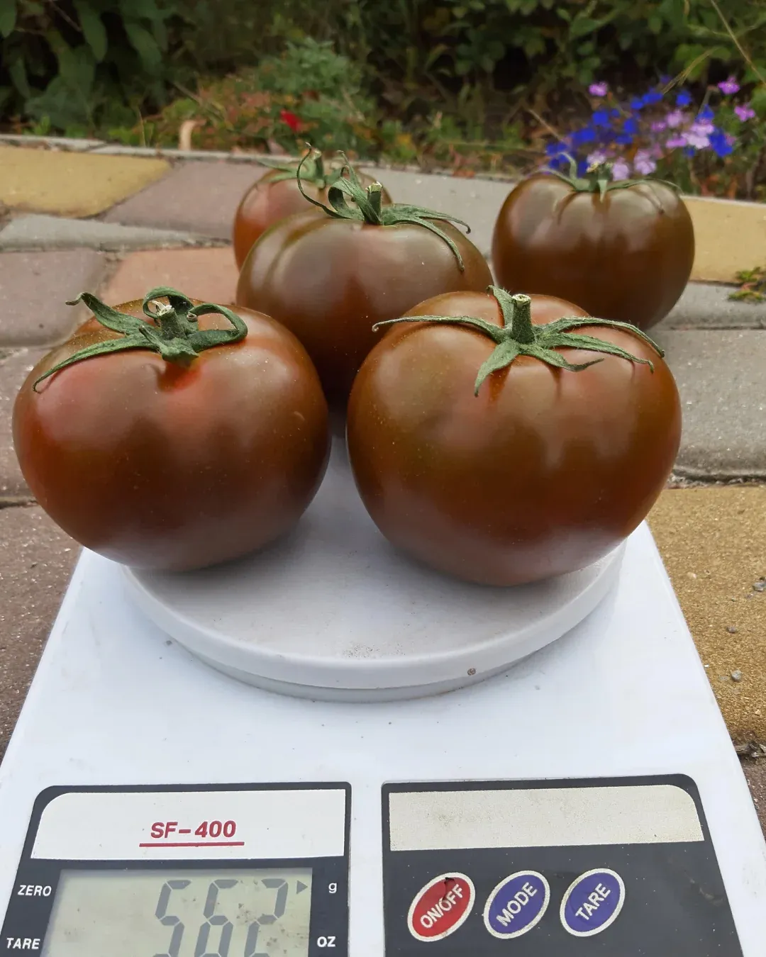 Semințe Tomate Libra Seeds Silivri F1
