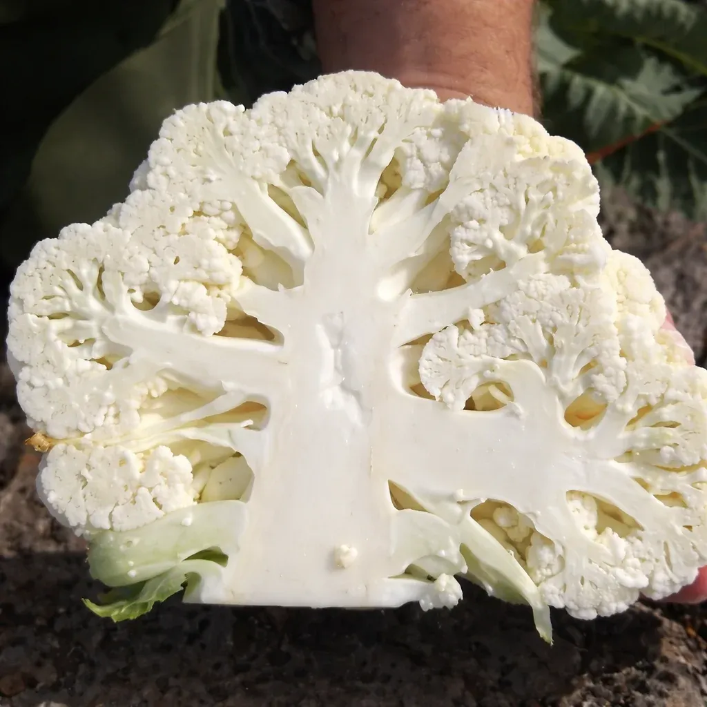 Semințe Conopidă Rijk Zwaan Casper F1