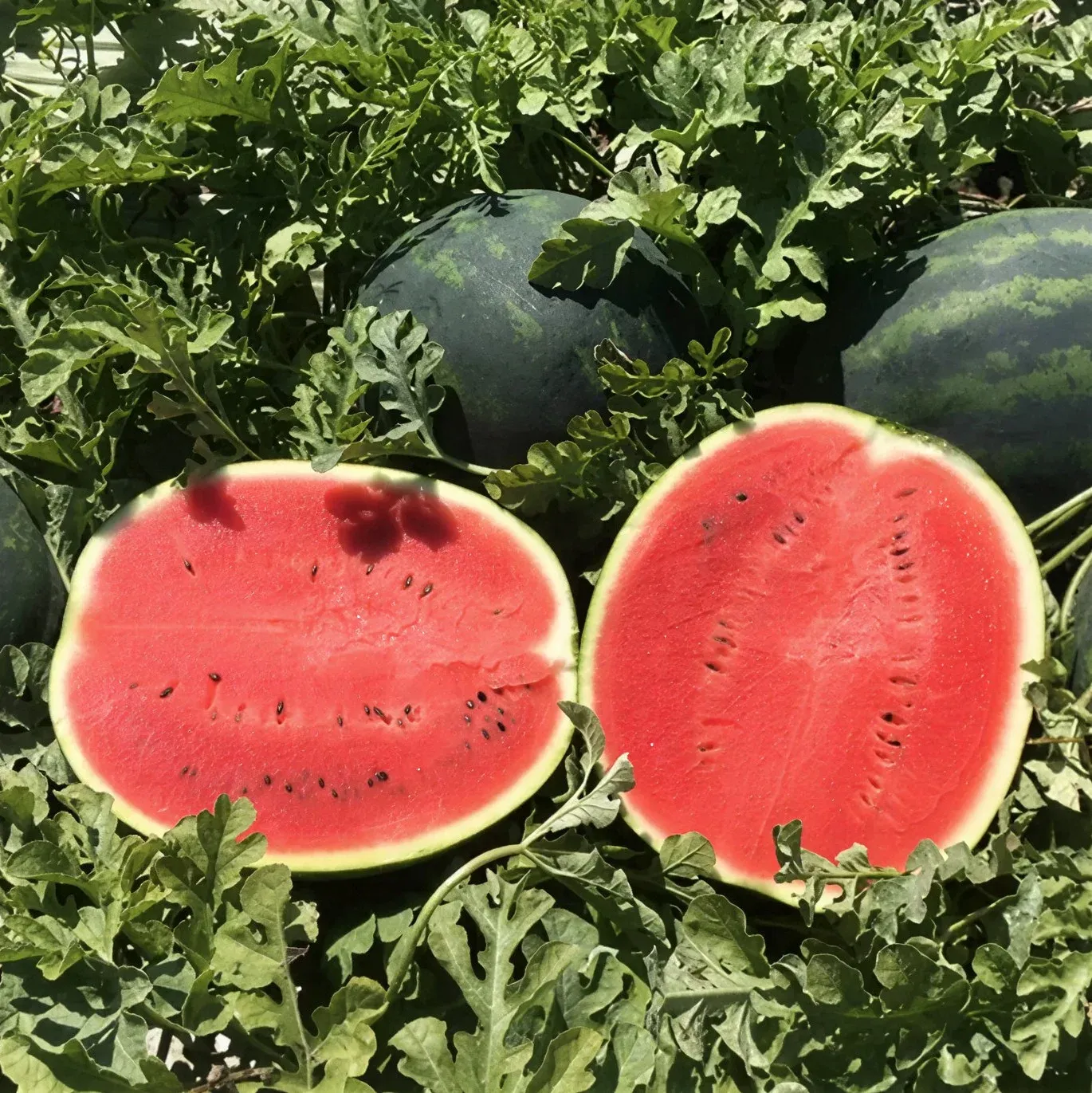 Semințe Pepene Verde Rijk Zwaan Lusitana F1