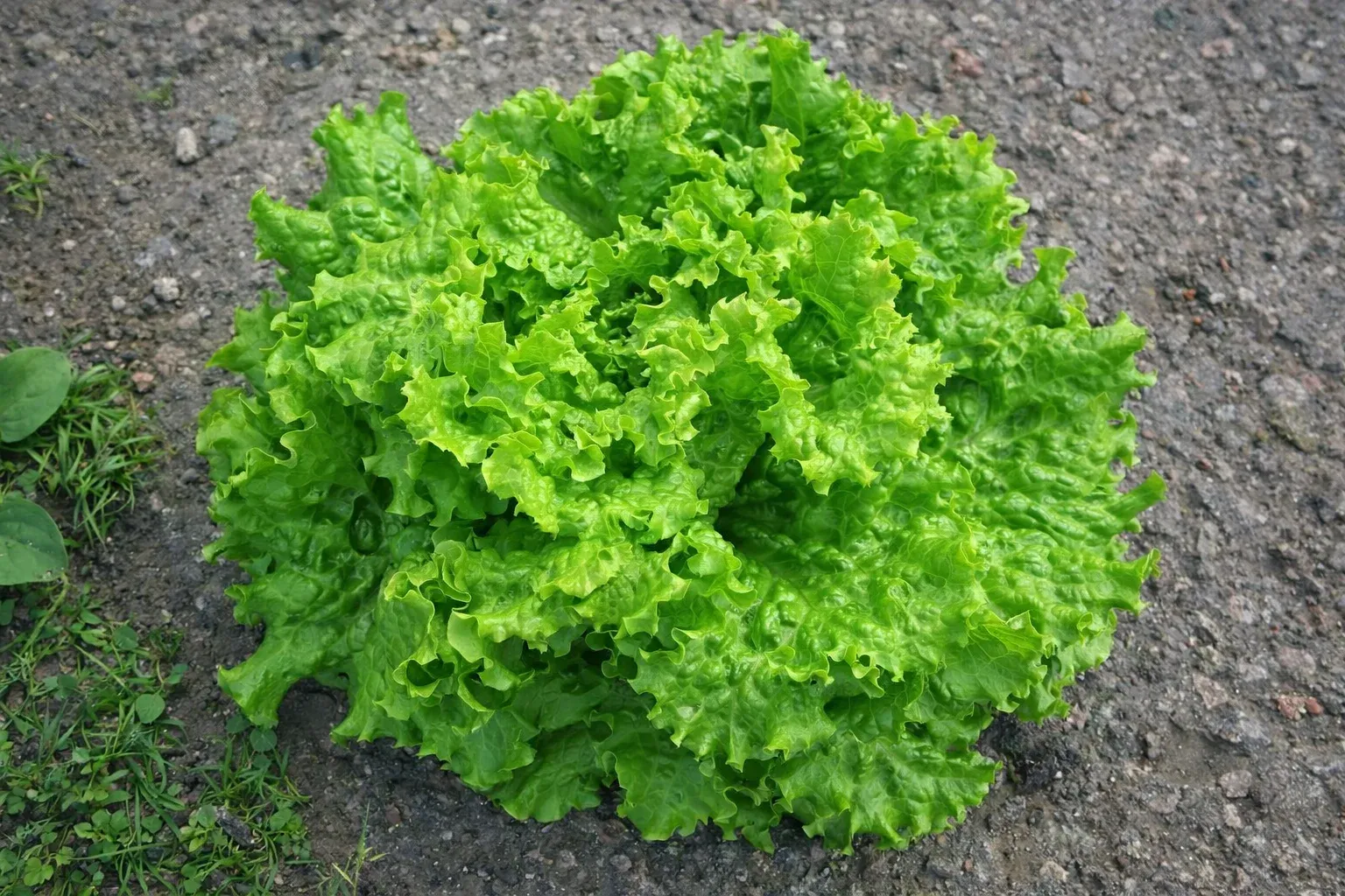 Semințe Salată Rijk Zwaan Aficion RZ