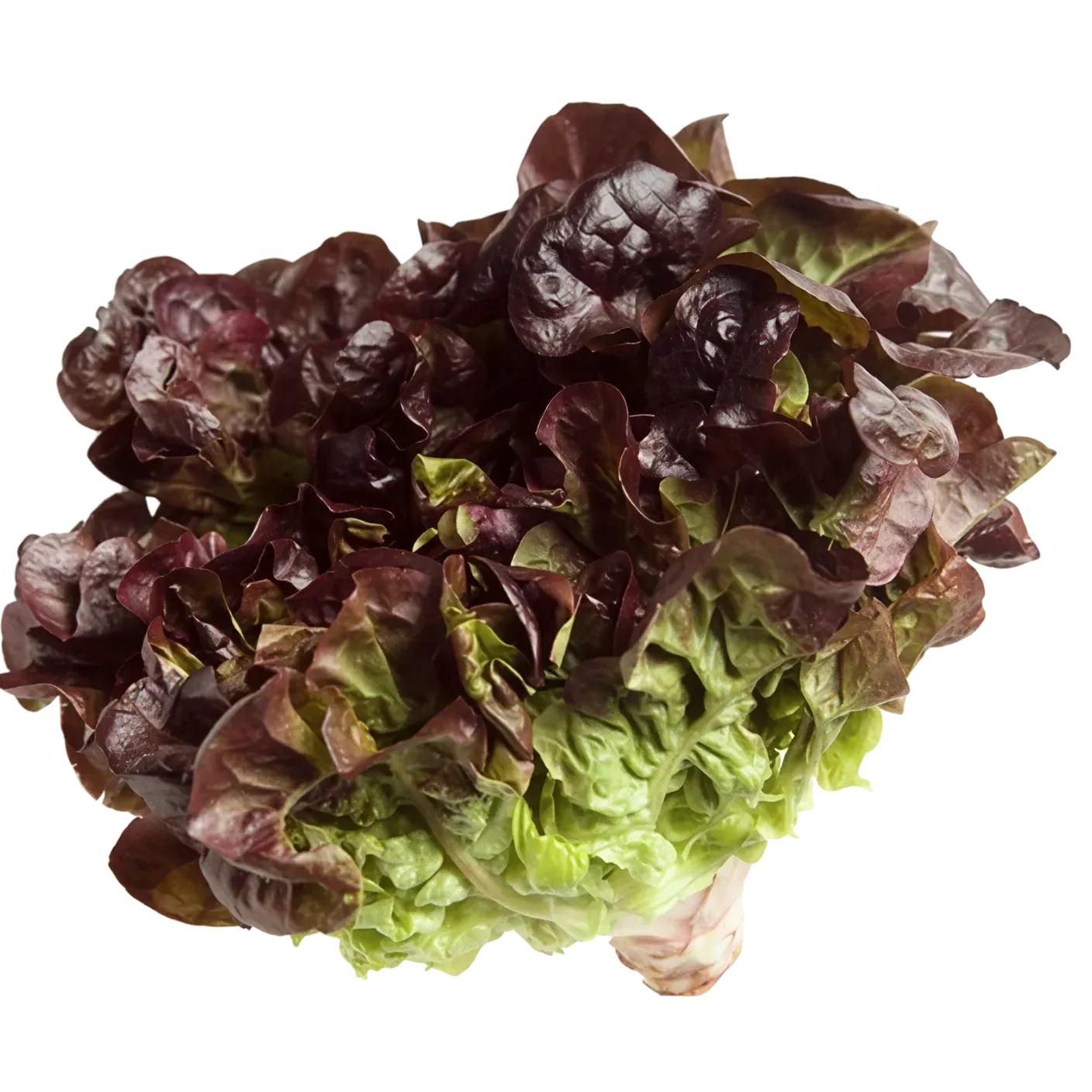 Semințe Salată Satimex Lolla Rossa (soi)