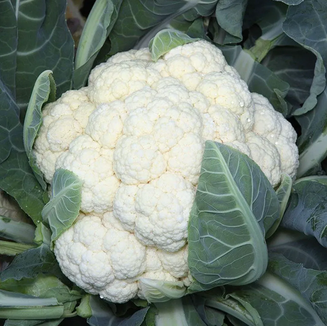 Kitano VANZA F1 – Semințe Profesionale de Conopidă (1000 semințe)