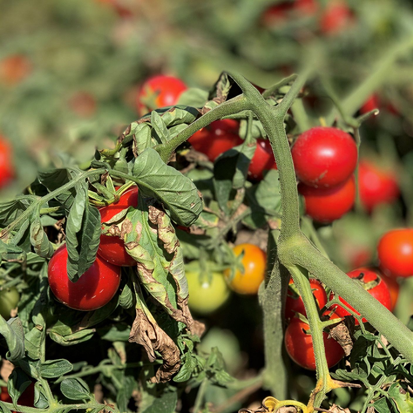 Semințe Tomate Libra Seeds Lamar F1