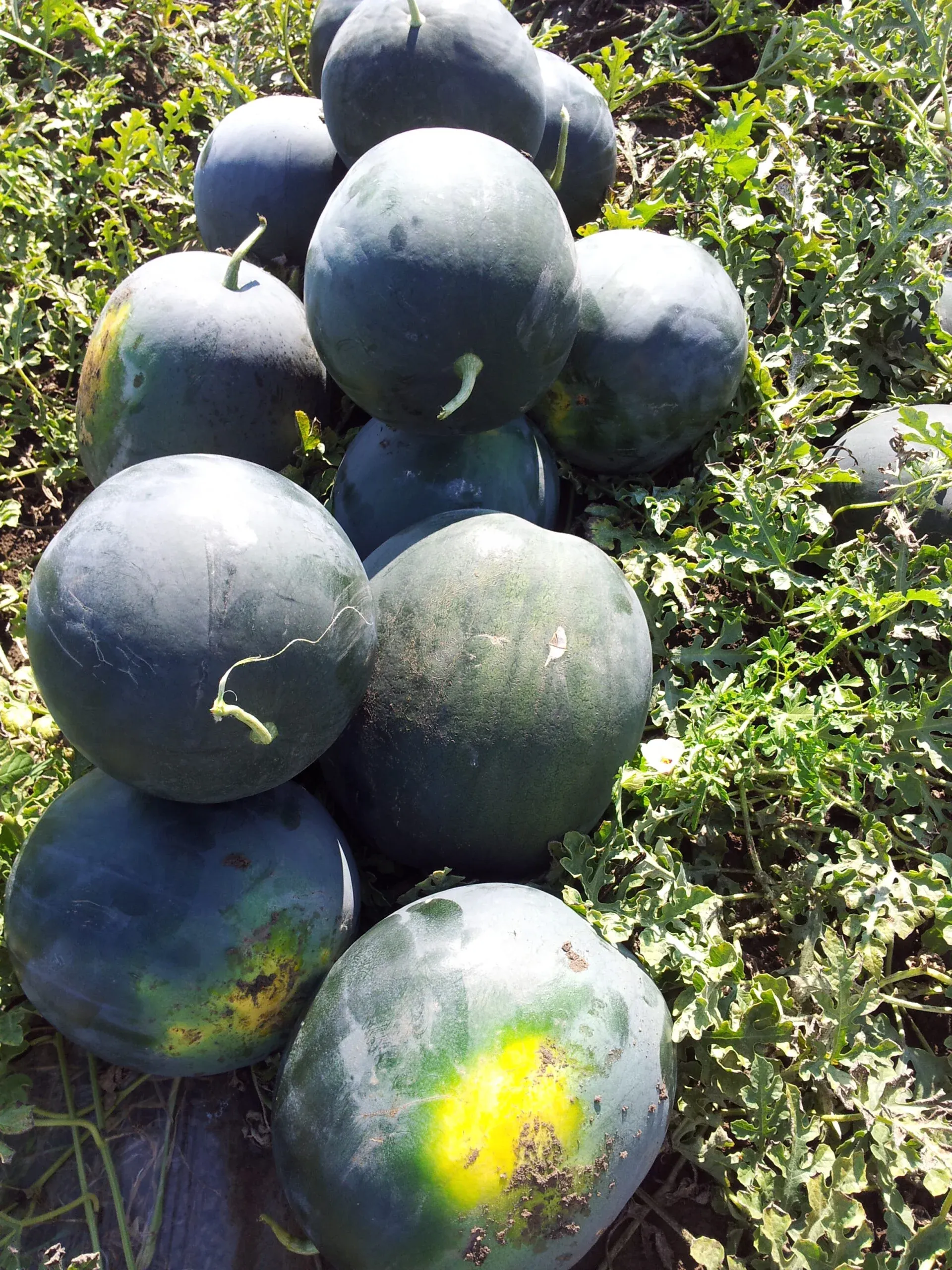 Semințe Pepene Verde ZKI Nosztalgia F1