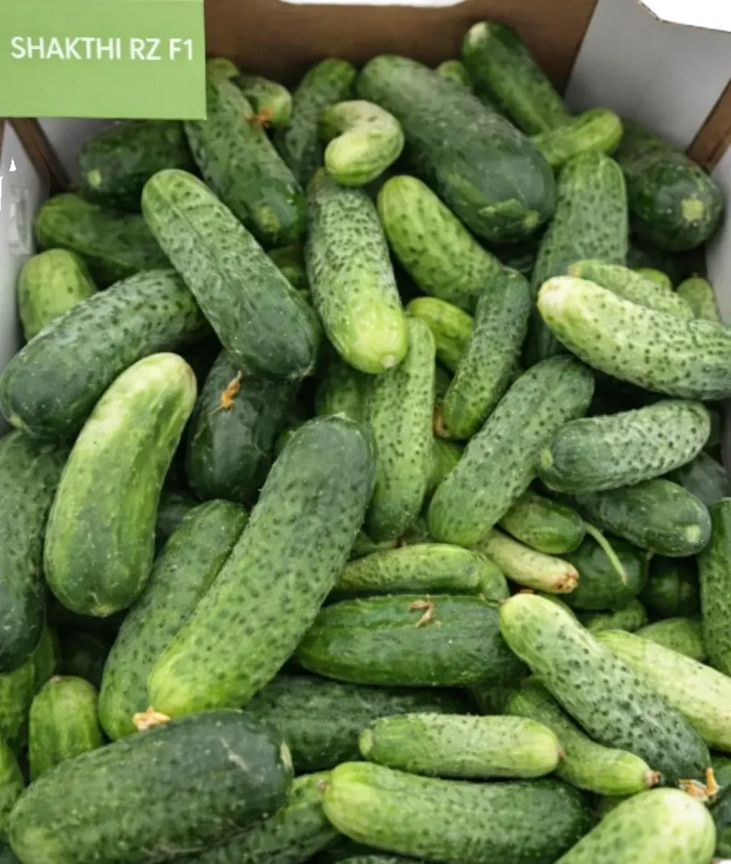 Semințe Castraveți Cornișon Rijk Zwaan Shakthi F1