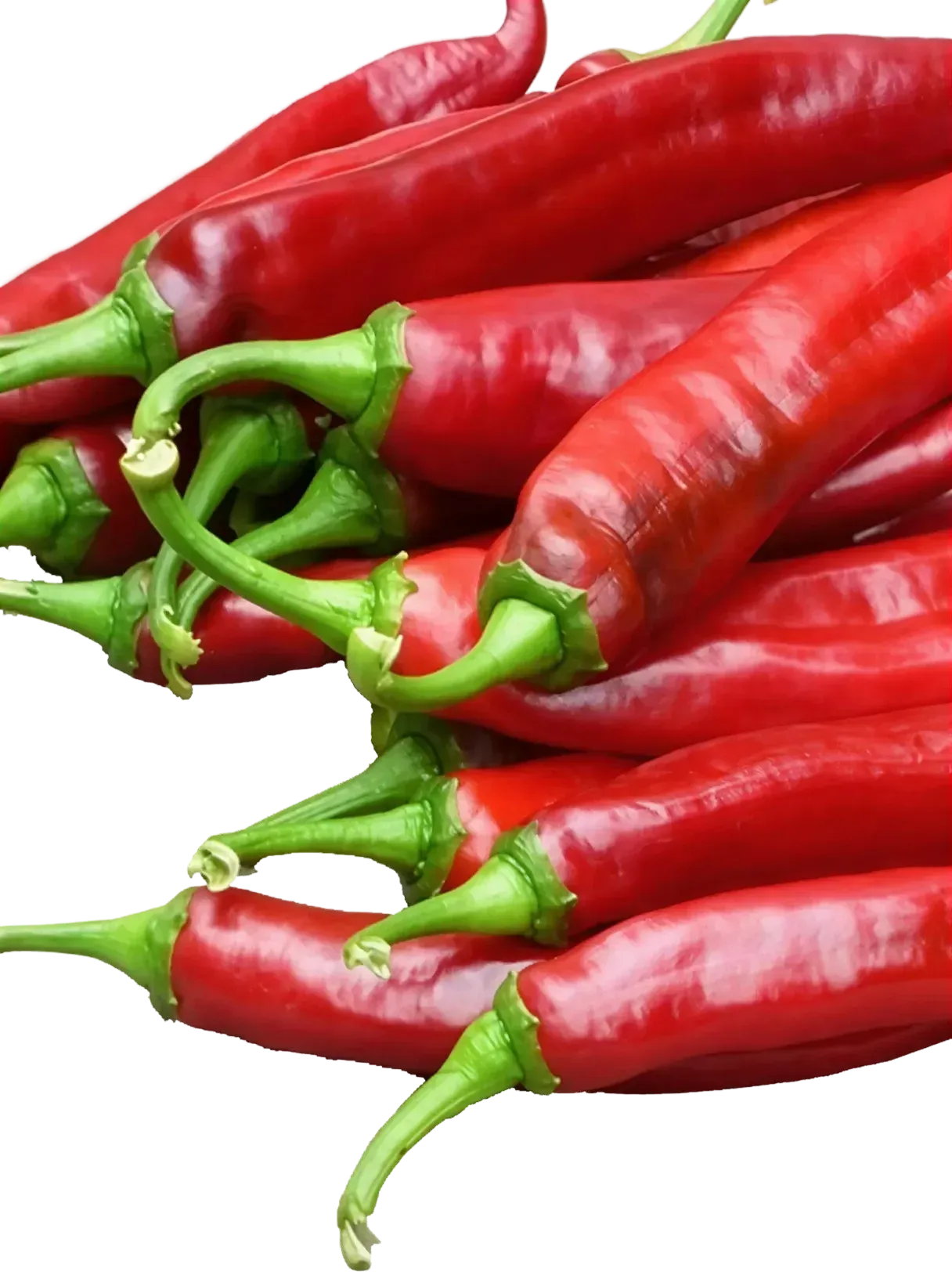 Semințe Ardei Iute ZKI Hiros F1