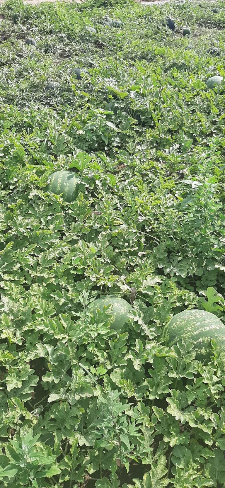 Semințe Pepene Verde ZKI Stabilo F1