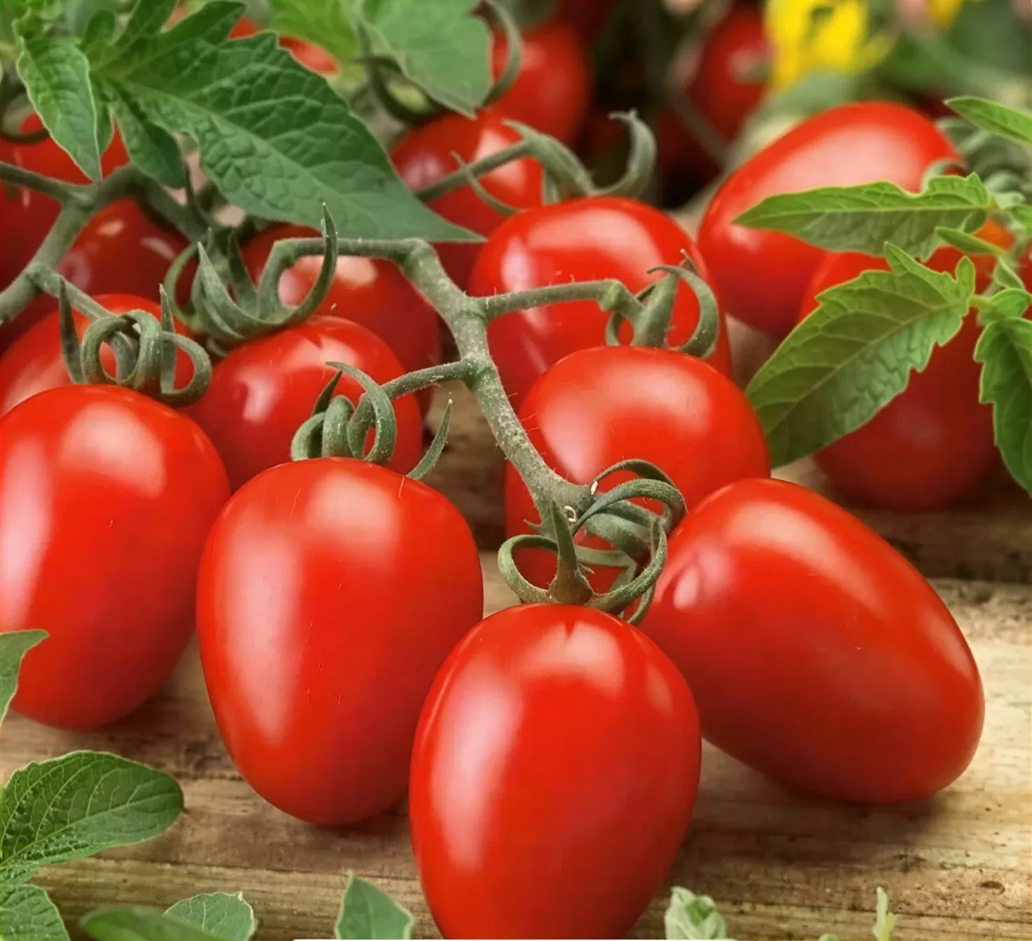 Semințe Tomate Satimex Marusja