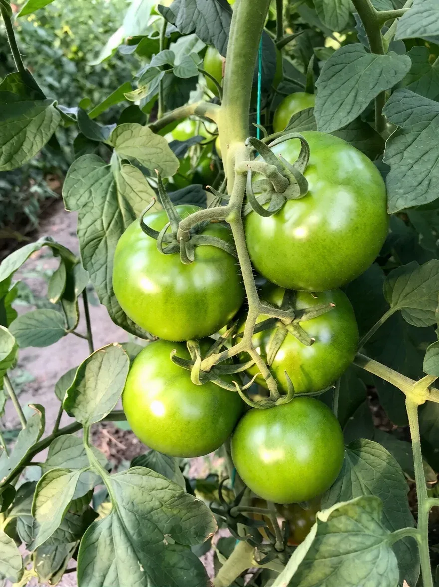 Semințe Tomate Libra Seeds Silivri F1