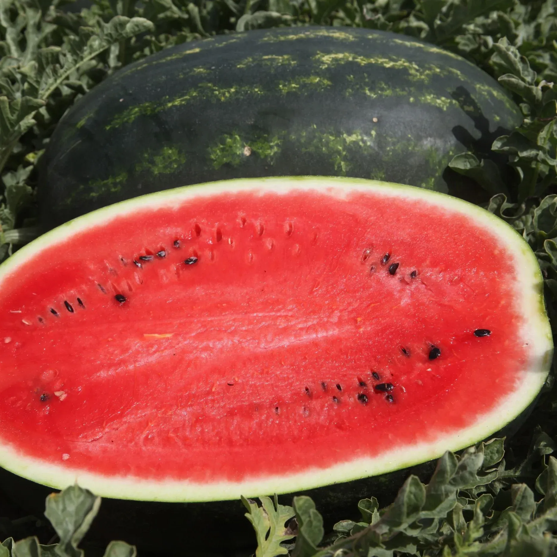 Semințe Pepene Verde Syngenta Topgun F1