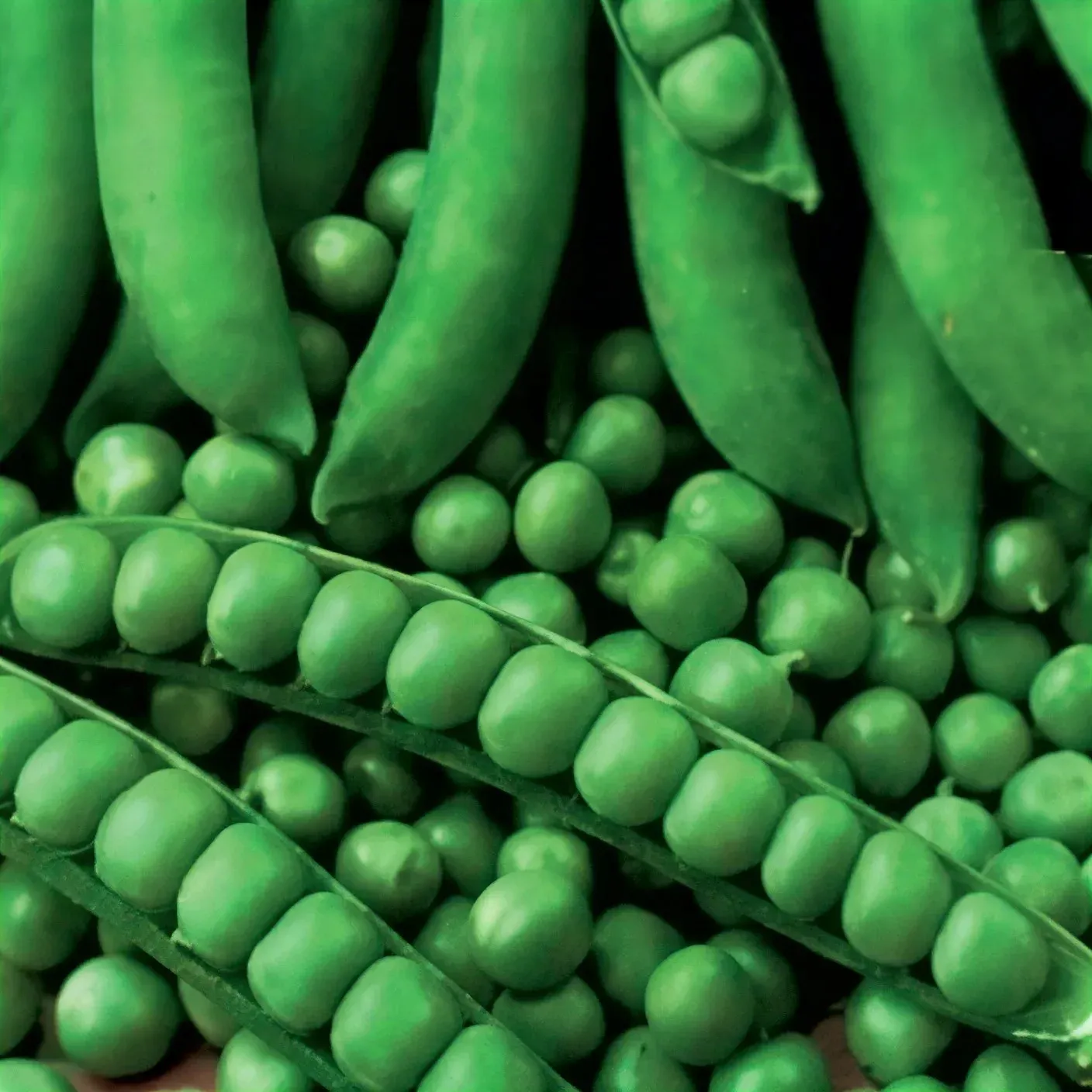 Semințe Mazăre ZKI Corvin