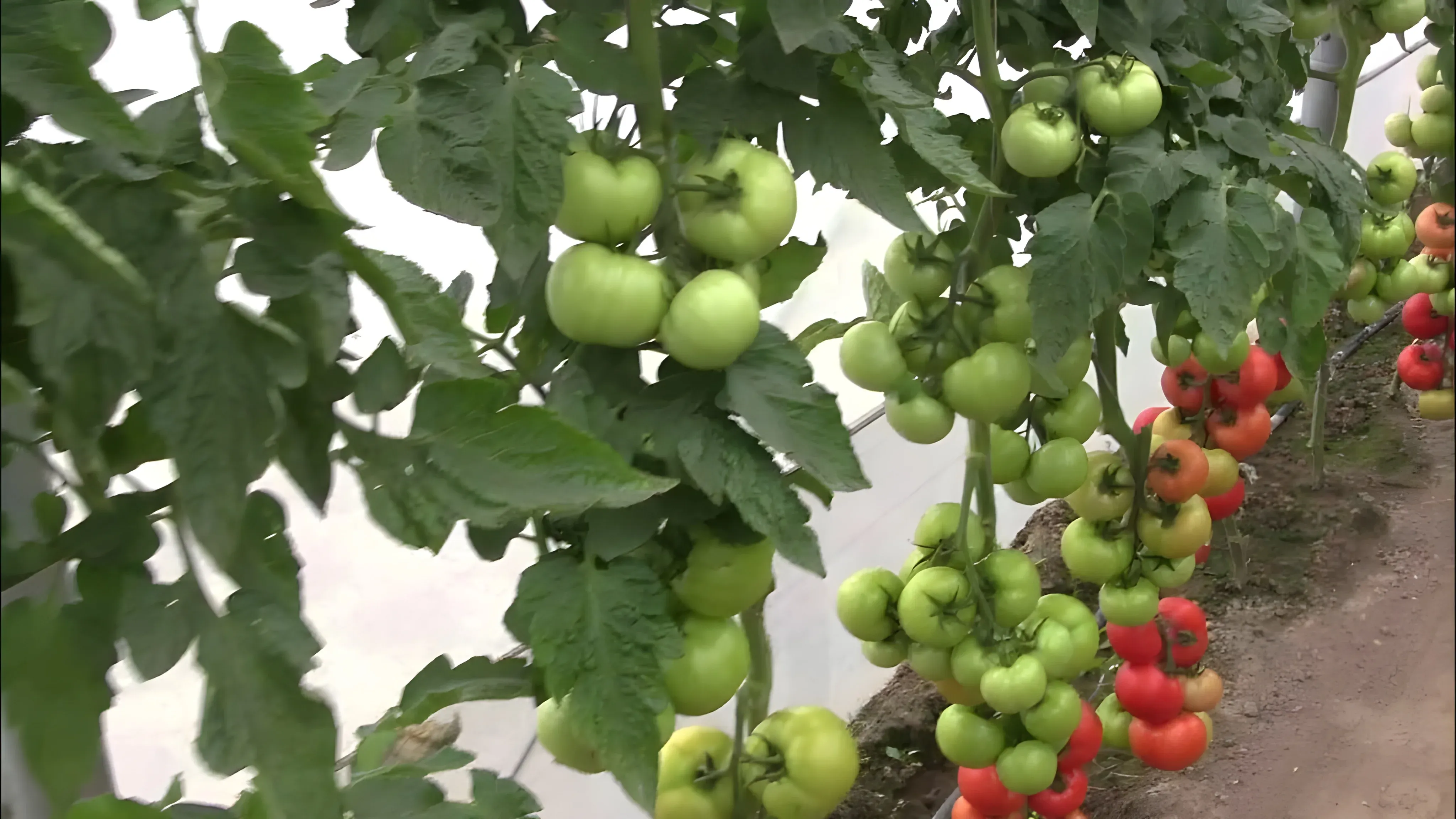 Semințe Tomate Rijk Zwaan Abellus F1