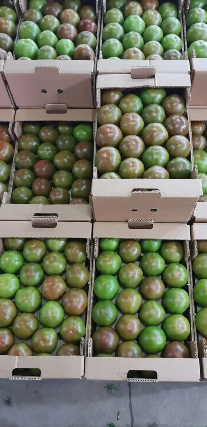 Semințe Tomate Libra Seeds Silivri F1