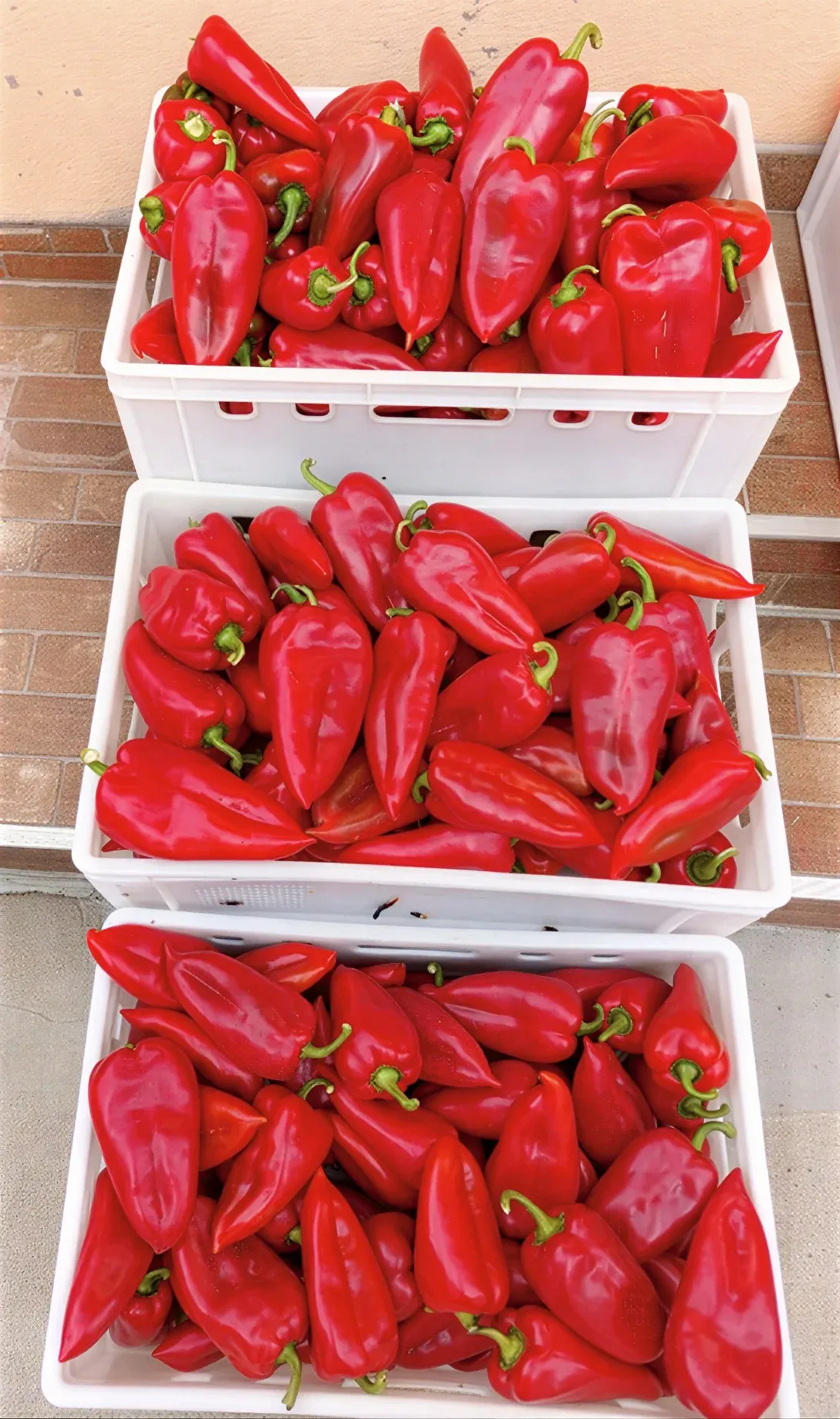 Semințe Ardei ZKI Navigator F1