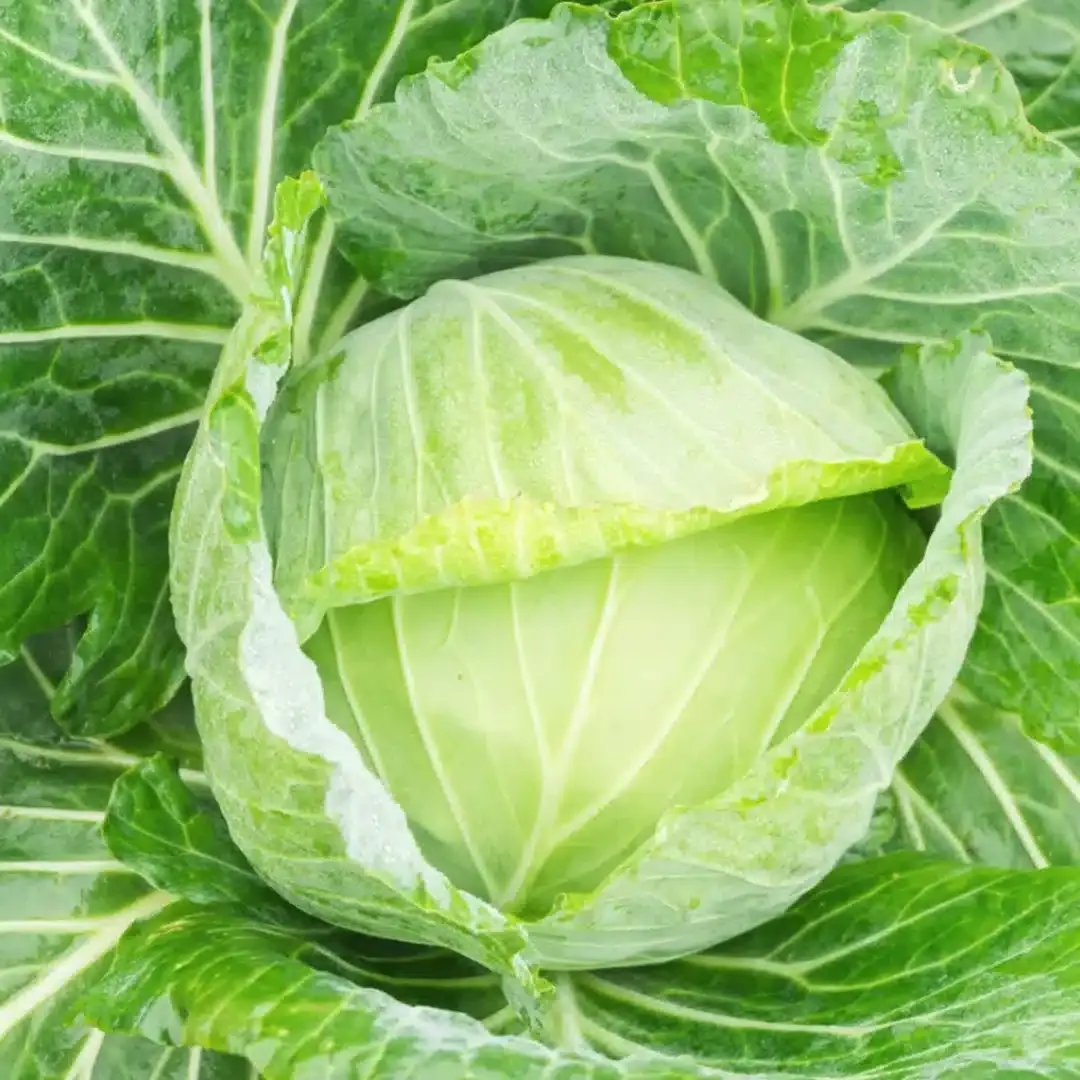 Semințe Varză Albă Satimex Golden Acre