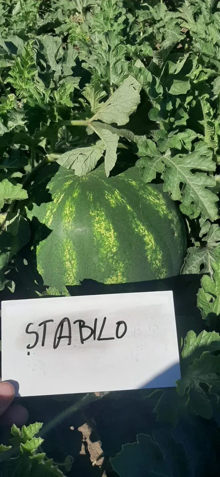 Semințe Pepene Verde ZKI Stabilo F1