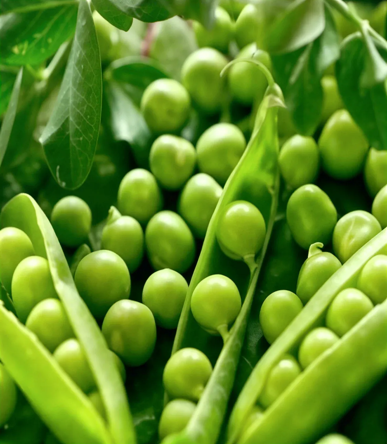 Semințe Mazăre ZKI Corvin