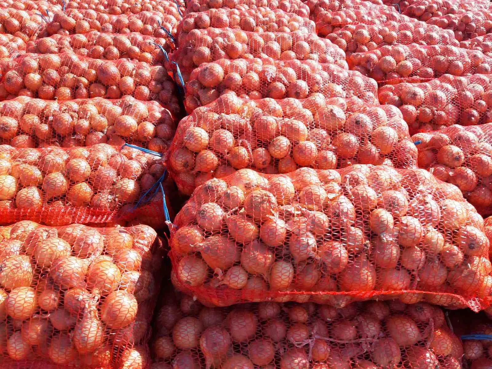 Semințe Ceapă Libra Seeds Otoman F1