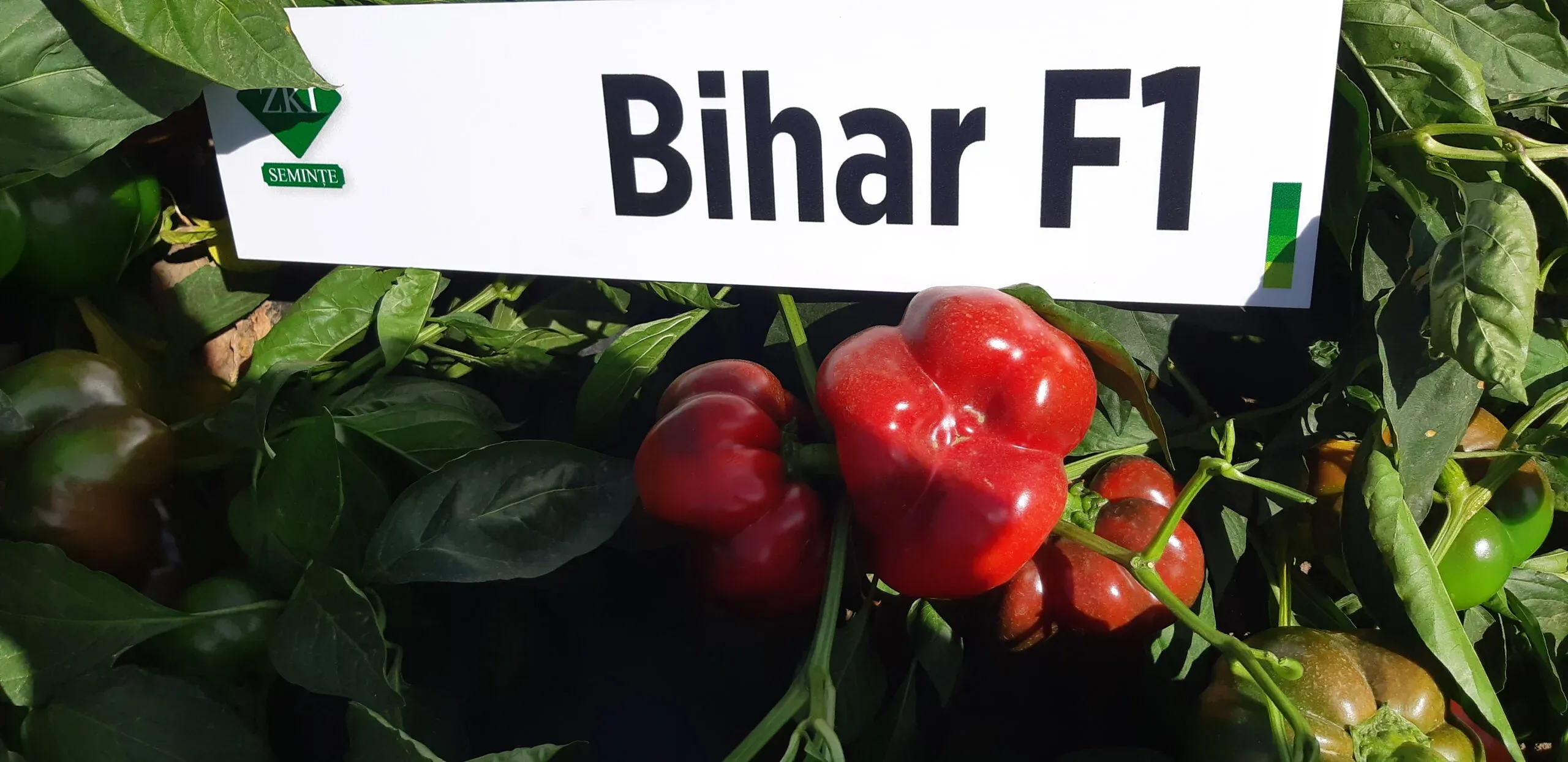 Semințe Ardei ZKI Bihar F1