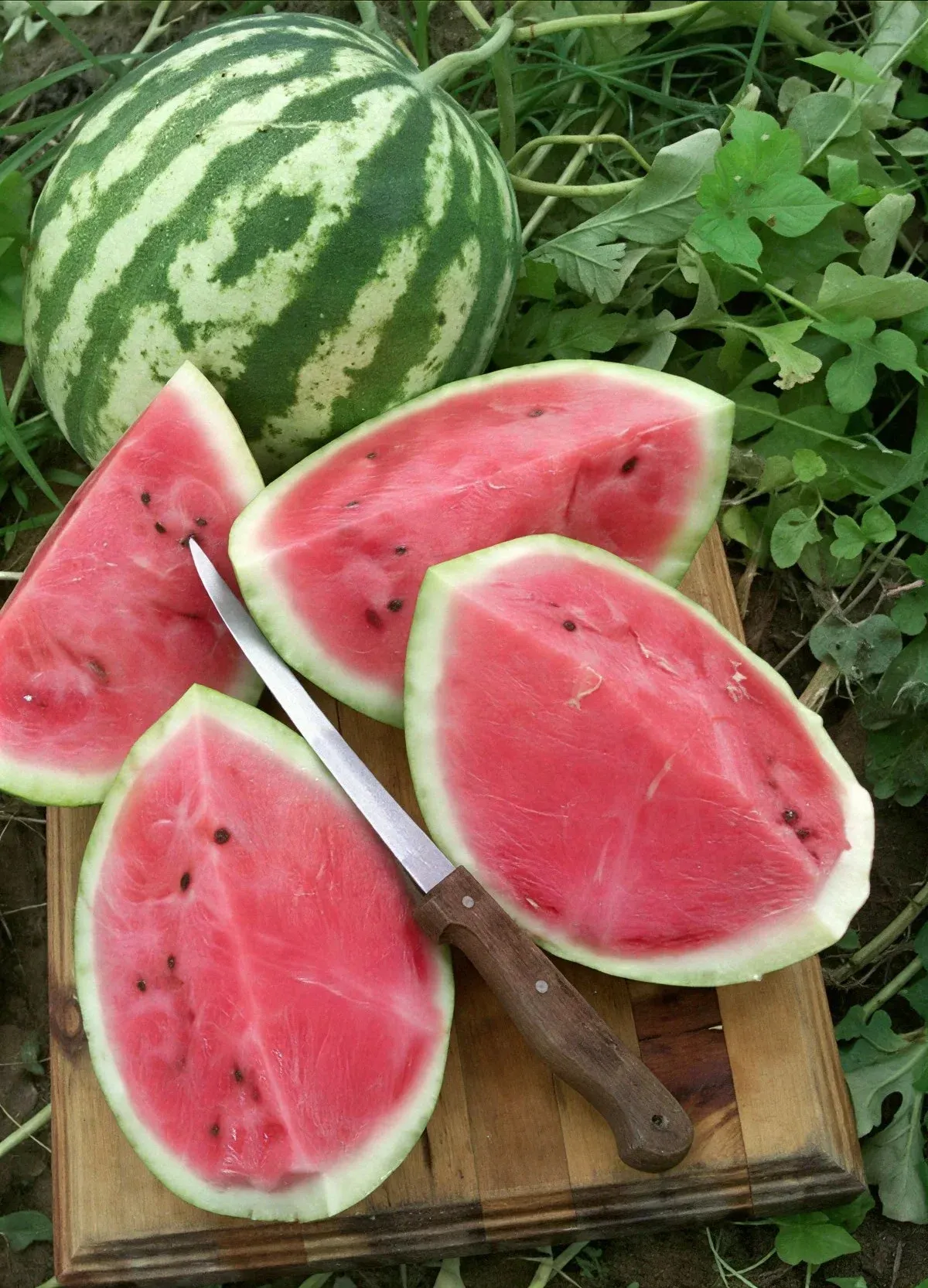 Semințe Pepene Verde Satimex Crimson Sweet