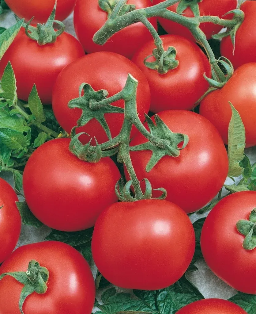 Semințe Tomate ZKI Uno